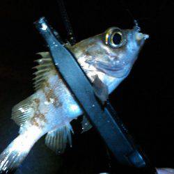 リトリーブからのダート